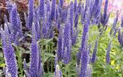 Veronica longifolia 'Marietta' — Caherhurley Nursery image