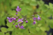 Thalictrum delavayi — Caherhurley Nursery image