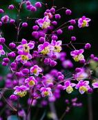 Thalictrum rochebrunianum — Caherhurley Nursery image