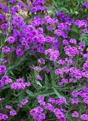 Verbena rigida — Caherhurley Nursery image