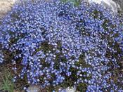 Veronica umbrosa 'Georgia Blue' — Caherhurley Nursery image