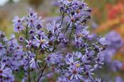 Symphyotrichum 'Little Carlow' — Caherhurley Nursery image