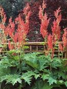 Rheum palmatum tanguticum — Caherhurley Nursery image