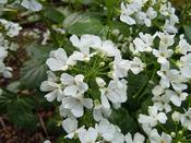 Pachyphragma macrophylla — Caherhurley Nursery image