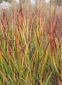 Panicum virgatum 'Rotstrahlbusch' — Caherhurley Nursery image