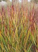 Panicum virgatum 'Rotstrahlbusch' — Caherhurley Nursery