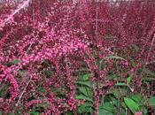 Persicaria virginiana filiformis 'Lance Corporal' — Caherhurley Nursery image