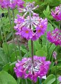 Primula beesiana — Caherhurley Nursery image