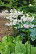 Primula japonica 'Alba' — Caherhurley Nursery image