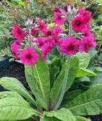 Primula pulverulenta — Caherhurley Nursery image