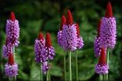 Primula vialii — Caherhurley Nursery
