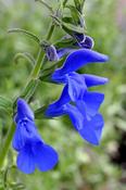Salvia patens — Caherhurley Nursery image