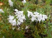 Satureja spicigera — Caherhurley Nursery image