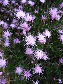 Serratula tinctoria seoanei — Caherhurley Nursery image