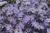 Symphyotrichum turbinellum, select — Caherhurley Nursery image