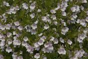 Veronica caucasica — Caherhurley Nursery image
