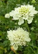 Scabiosa columbaria ochroleuca 'Moon Dance' — Caherhurley Nursery image