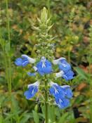 Salvia uliginosa — Caherhurley Nursery image