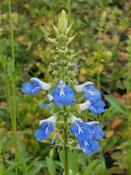 Salvia uliginosa — Caherhurley Nursery image