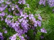 Satureja montana illyrica — Caherhurley Nursery image
