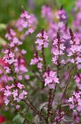 Verbena officinalis grandiflora 'Bampton' — Caherhurley Nursery image