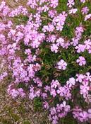 Saponaria x lempergii 'Max Frei' — Caherhurley Nursery image