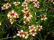 Sisyrinchium 'Biscutella' — Caherhurley Nursery