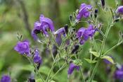 Strobilanthes attenuata — Caherhurley Nursery image