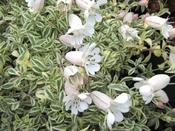 Silene uniflora 'Druett's Variegated' — Caherhurley Nursery image