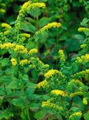 Solidago cutleri 'Goldrush' — Caherhurley Nursery image
