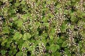 Tiarella polyphylla 'Filigran' — Caherhurley Nursery image