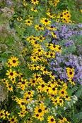 Rudbeckia fulgida fulgida — Caherhurley Nursery image