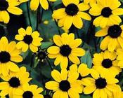 Rudbeckia triloba 'Blackjack Gold' — Caherhurley Nursery image