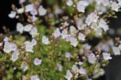 Parahebe catarractae 'Tiny Cat' — Caherhurley Nursery image