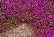 Thymus pulegioides 'Kurt' — Caherhurley Nursery image