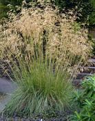 Stipa gigantea — Caherhurley Nursery image
