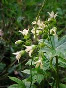 Peltoboykinia watanabei — Caherhurley Nursery