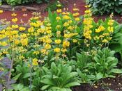 Primula prolifera — Caherhurley Nursery