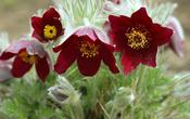 Pulsatilla vulgaris 'Rote Glocke' — Caherhurley Nursery image