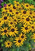 Rudbeckia fulgida 'Little Goldstar' — Caherhurley Nursery image