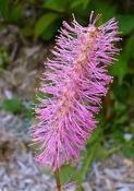 Sanguisorba hakusanensis — Caherhurley Nursery image