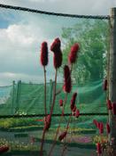 Sanguisorba menziesii — Caherhurley Nursery