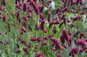 Sanguisorba officinalis 'Shiro-fukurin' — Caherhurley Nursery image