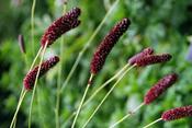 Sanguisorba officinalis 'Atropurpurea' — Caherhurley Nursery image