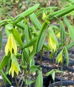 Uvularia grandiflora 'Pallida' — Caherhurley Nursery image