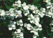 Viola sororia 'Albiflora' — Caherhurley Nursery image