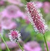 Sanguisorba 'Pink Tanna' — Caherhurley Nursery image