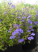 Scutellaria hastifolia — Caherhurley Nursery image