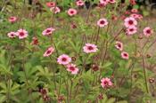 Potentilla nepalensis 'Miss Willmott' — Caherhurley Nursery image