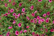 Potentilla nepalensis 'Ron McBeath' — Caherhurley Nursery image